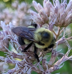 Bombus griseocollis