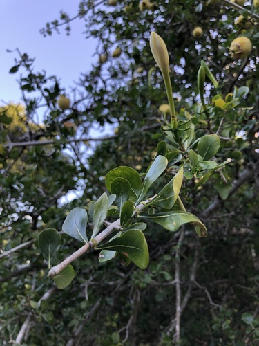 Gardenia cornuta, photograph 4