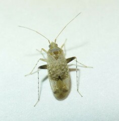 Compsidolon salicellum