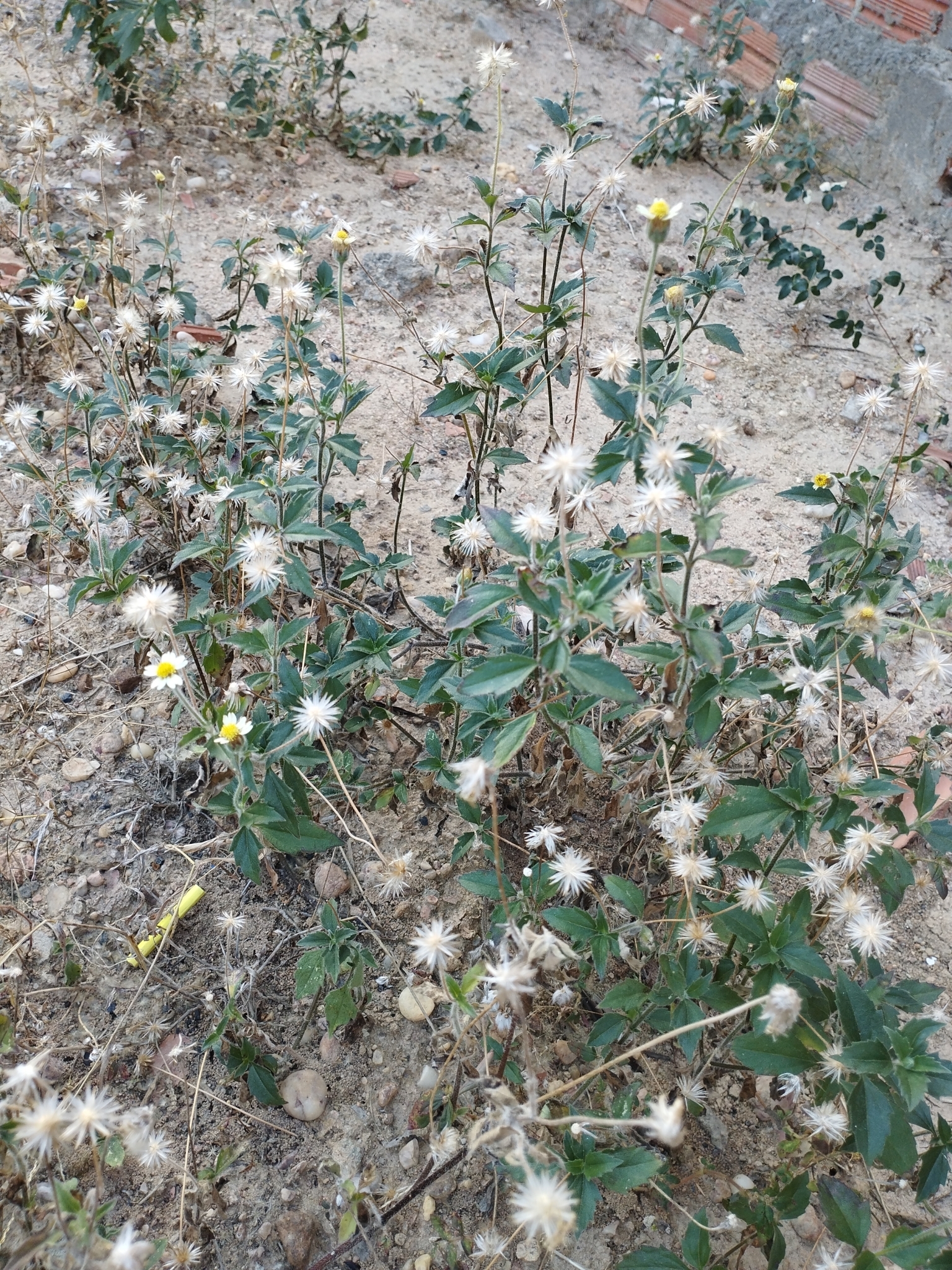 Tridax procumbens