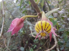 Nematanthus tessmannii