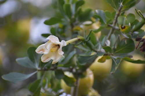 Horned Gardenia (Gardenia cornuta)
