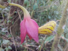Nematanthus tessmannii
