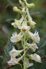 Delphinium macropogon