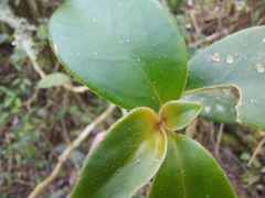 Nematanthus tessmannii
