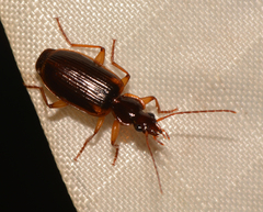 Cymindis limbata