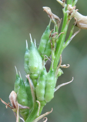 Delphinium macropogon