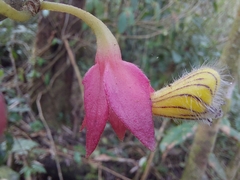 Nematanthus tessmannii