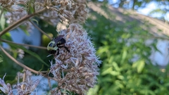 Bombus griseocollis