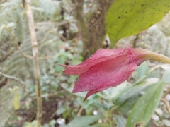Nematanthus tessmannii