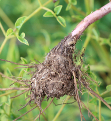 Delphinium macropogon