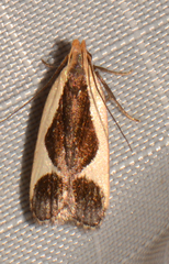 Dichomeris flavocostella