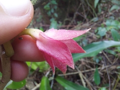 Nematanthus tessmannii