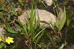 Juncus castaneus