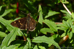 Argopteron aureipennis