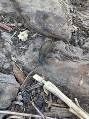 Lagria villosa