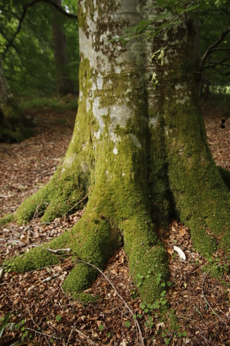 Image of Hypnum andoi by (c) Tony Rebelo, some rights reserved (CC BY-SA)