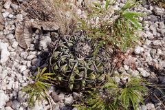 Discocactus placentiformis