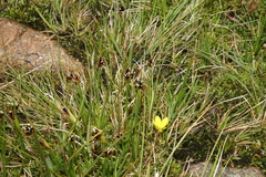 Juncus castaneus