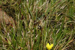 Juncus castaneus