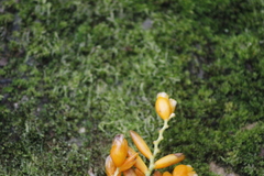 Stromanthe jacquinii