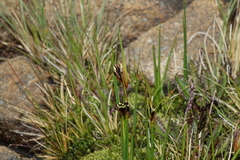 Juncus castaneus