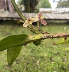 Maxillaria pardalina