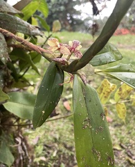 Maxillaria pardalina