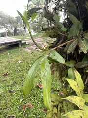 Maxillaria pardalina