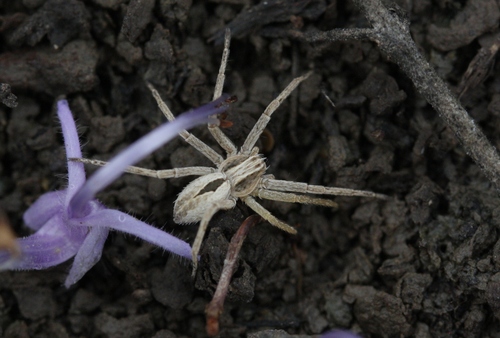 Cricket Thief Spider
