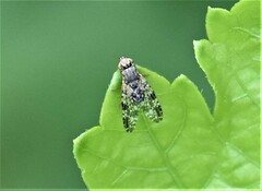 Tephritis vespertina