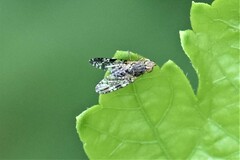 Tephritis vespertina