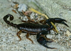 Euscorpius concinnus