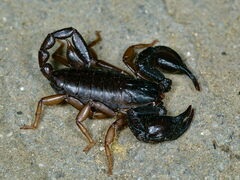 Euscorpius concinnus