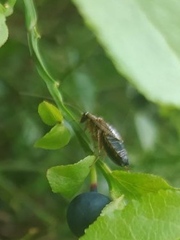 Ectobius sylvestris