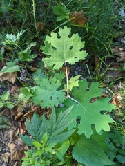 Macleaya cordata