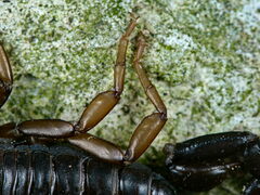 Euscorpius concinnus