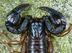 Euscorpius concinnus