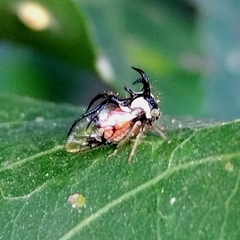 Cyphonia trifida