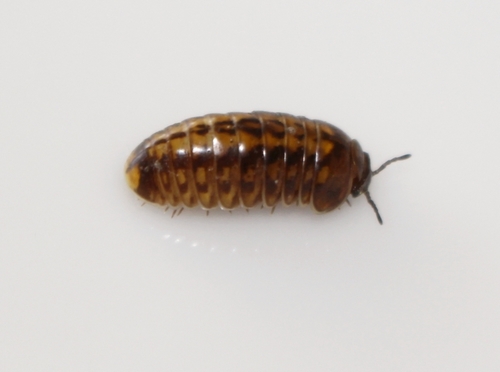 Glomeris connexa