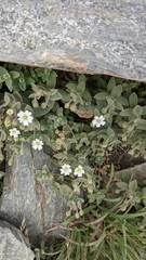 Cerastium pyrenaicum