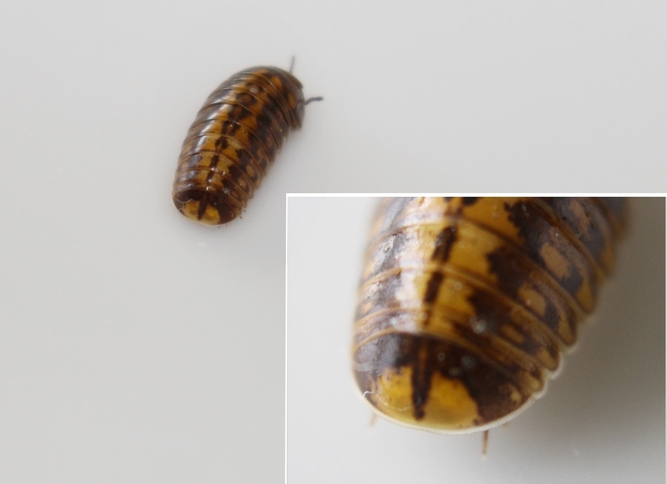 Glomeris connexa