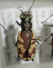 Cicindela lengi