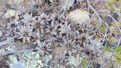 Berkheya cuneata