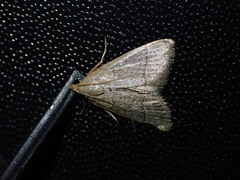 Hypsopygia nostralis