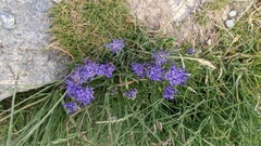 Phyteuma hemisphaericum