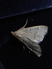 Hypsopygia nostralis