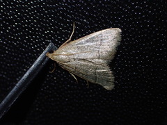 Hypsopygia nostralis