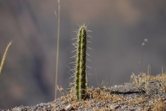 Corryocactus erectus