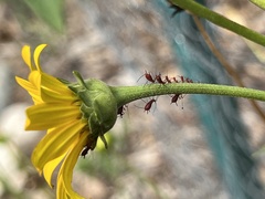 Uroleucon rudbeckiae